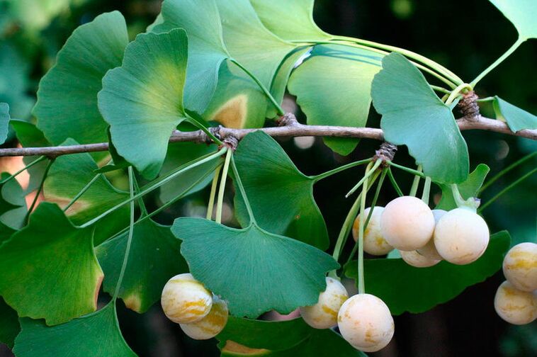 Ginkgo biloba - herba eksotik yang digunakan untuk meningkatkan potensi
